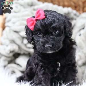 Rosa, Cavapoo Puppy